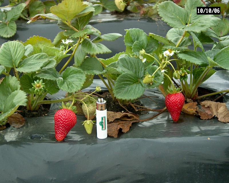 Albion Vissers aardbeiplanten BV America strawberryplants.JPG